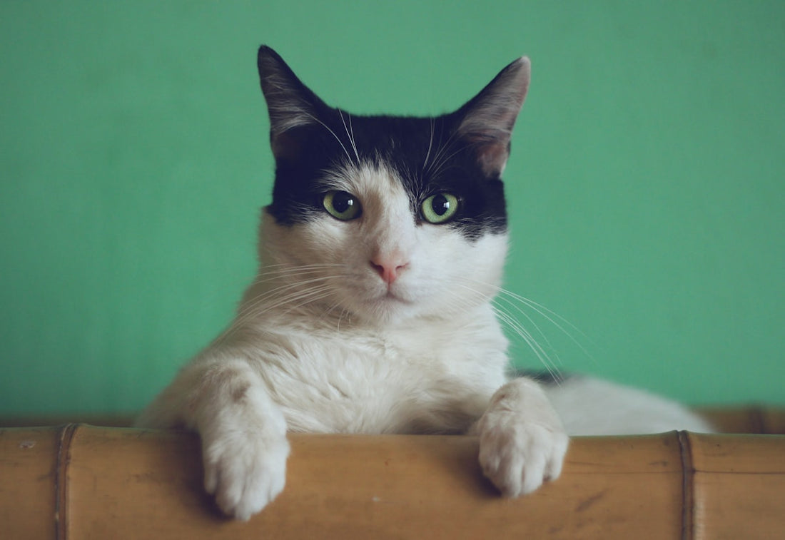 Tabby cat being groomed at home — complete cat grooming guide for beginners