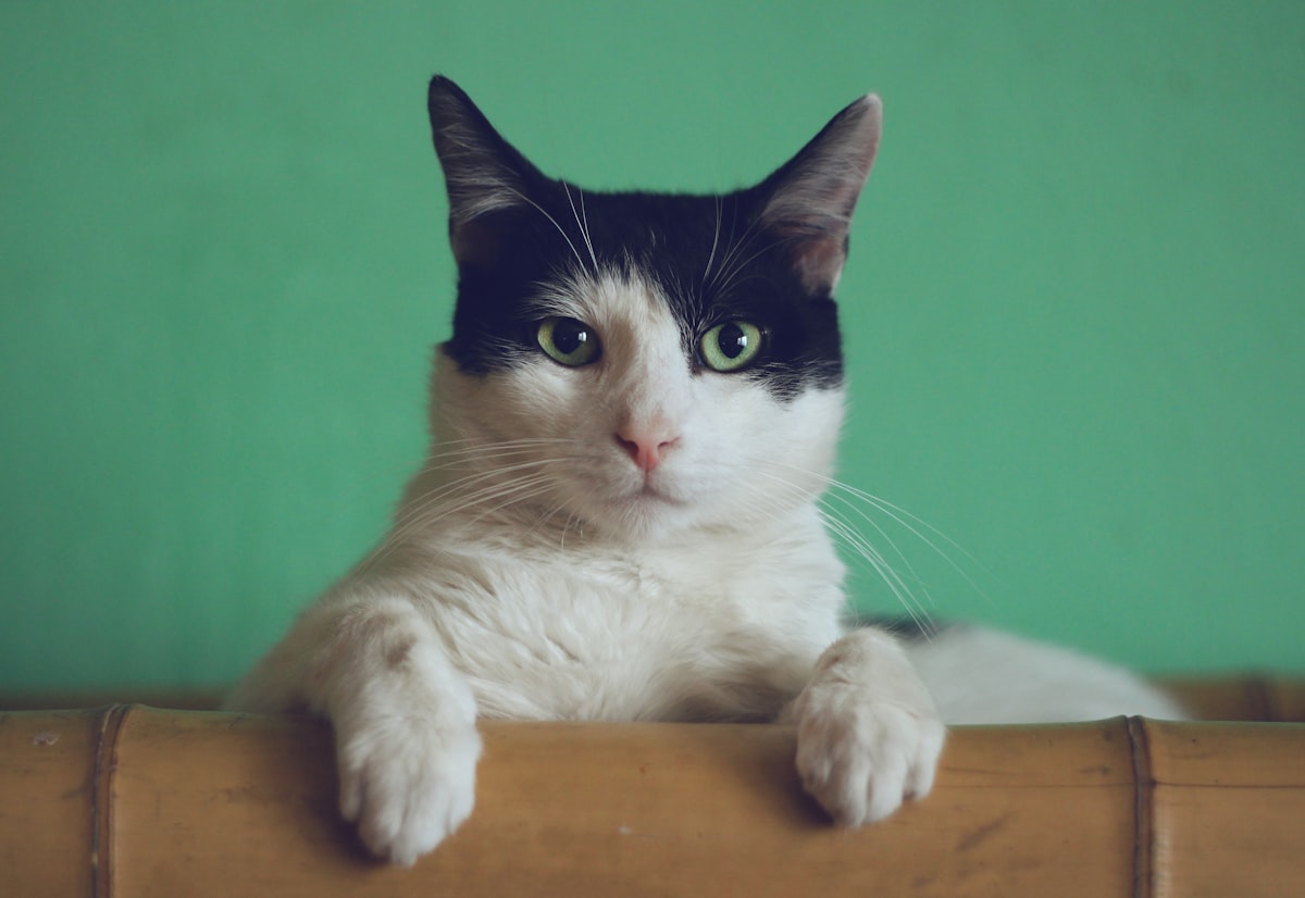 Tabby cat being groomed at home — complete cat grooming guide for beginners