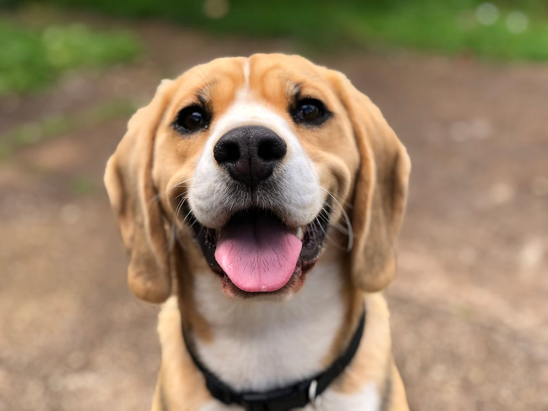 Dog wearing a properly fitted collar — guide to choosing the right dog collar