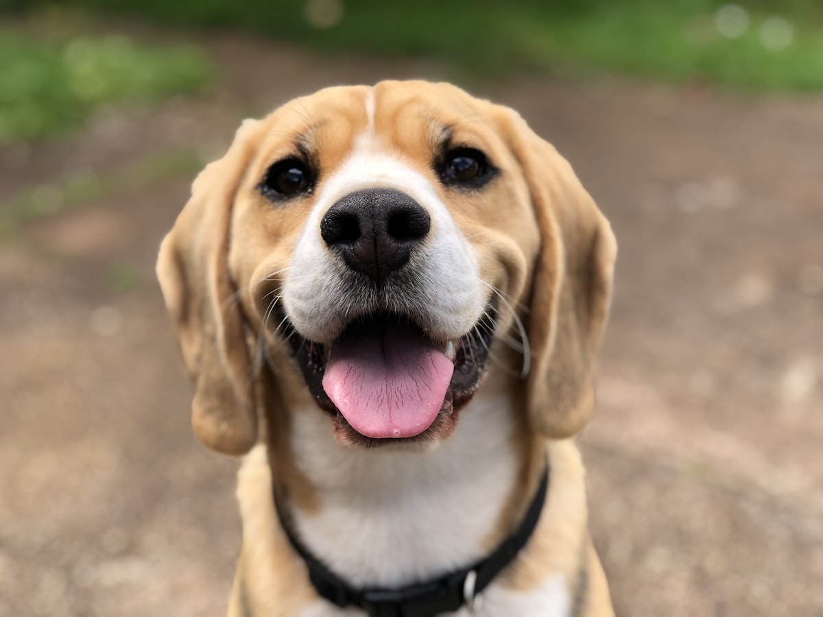 Dog showing expressive body language — complete guide to reading dog body language
