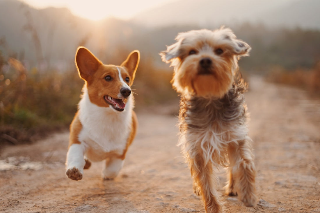 Dog and cat peacefully coexisting indoors — guide to introducing a new dog to your cat