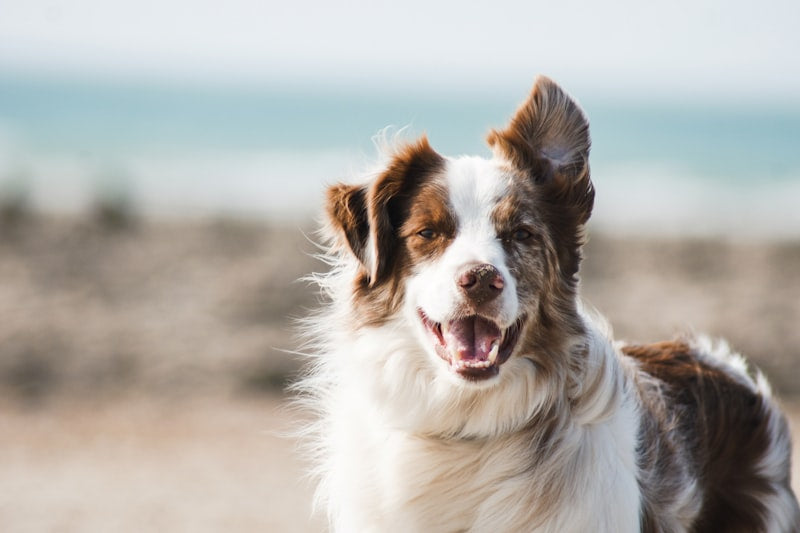 Happy golden retriever dog — shop dog products at PlushTail