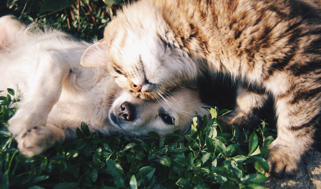 Custom pet photo blanket — two dogs snuggling example