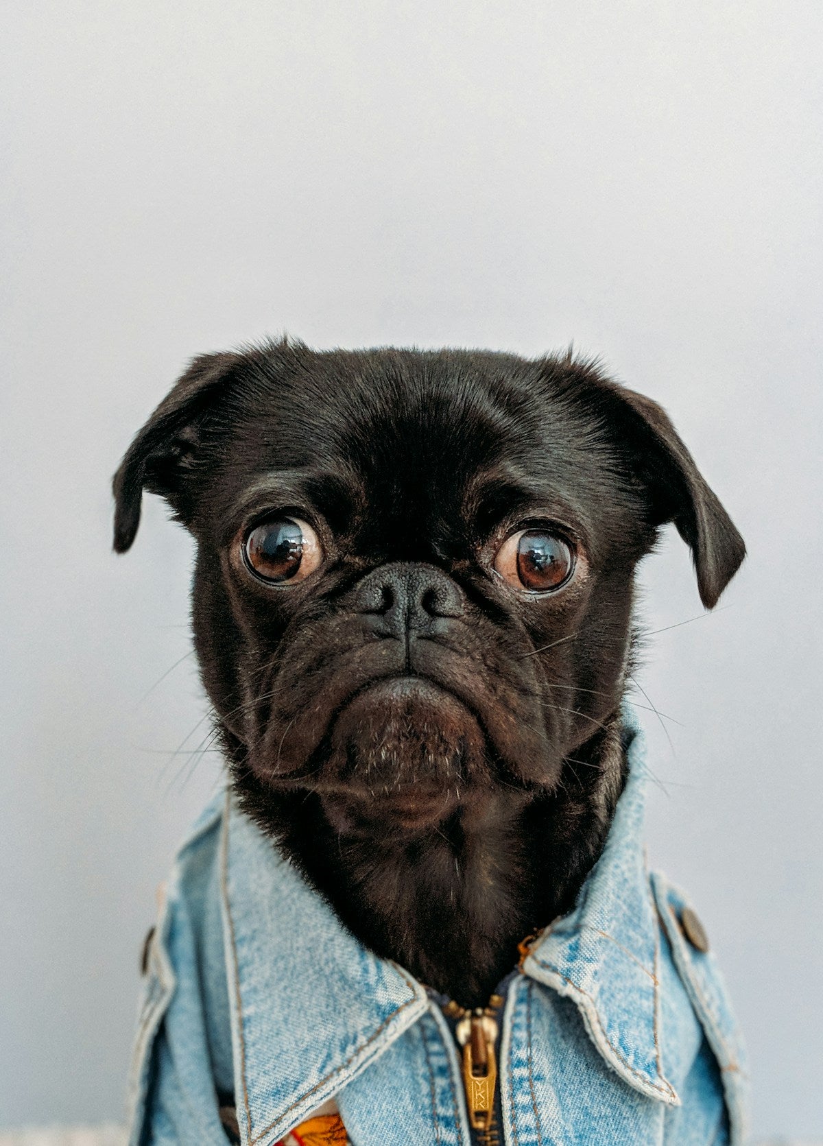 Personalized pet photo fleece blanket — cozy blanket with pet photo