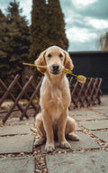 Pet memorial portrait — honoring the memory of your beloved companion