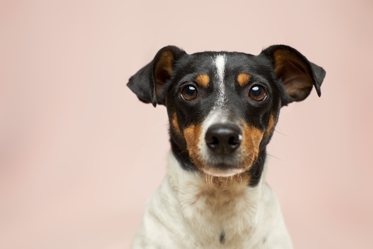 Custom oil painting pet portrait — handcrafted from your pet's photo