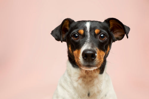 Custom oil painting pet portrait — handcrafted from your pet's photo