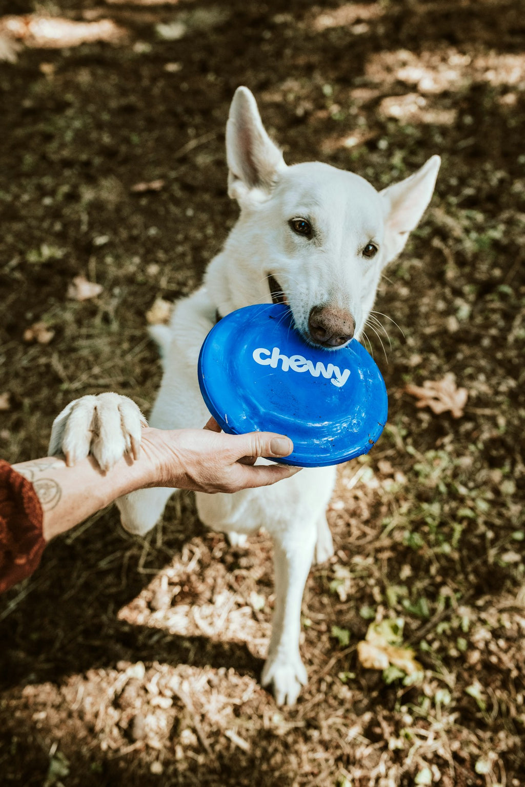 Smart WiFi Auto Pet Feeder with App & Voice Control