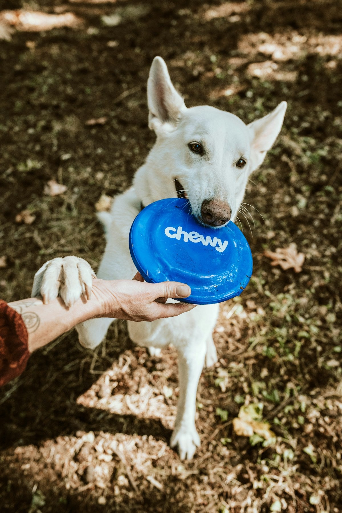 Smart WiFi Auto Pet Feeder with App & Voice Control